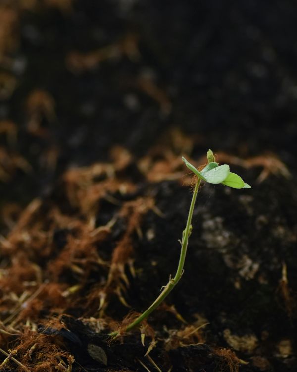 agriculture img