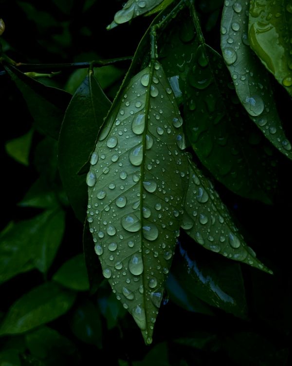 environment img